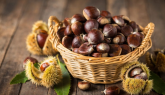 È tempo di castagne: nel torinese quasi 1800 quintali