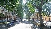 Torino diventa più verde con 2.500 nuovi alberi nei viali della città