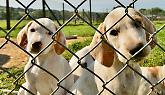 Via libera al nuovo canile che sarà «come un ospedale». E più posti per gli animali abbandonati
