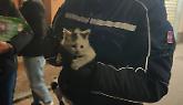 Moncalieri, gattina salvata dagli agenti della polizia locale dopo essere rimasta incastrata nel vano motore
