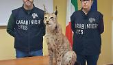 La lince di Riva presso Chieri: un trofeo illegale al centro dell’indagine