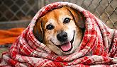 L'appello del rifugio: &laquo;Fa freddo, servono coperte per i cani abbandonati&raquo;. E scatta la gara di solidariet&agrave;
