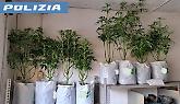 Torino, arrestato 37enne per spaccio: scoperta serra di marijuana in casa - Il video del ritrovamento