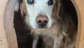 Sta morendo in un box: 16 anni in canile