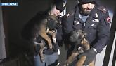 Orrore in uno stabile a Torino, salvati sette cuccioli di Malinois