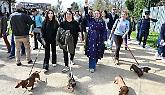 Torino invasa dai bassotti: oltre 1000 zampette in festa per la Sausage Walk Italia - LA GALLERY