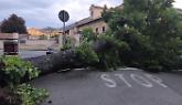 Albero gigante crolla in strada