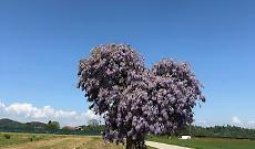 Torna a fiorire il glicine degli innamorati: in Piemonte l&rsquo;albero simbolo d&rsquo;amore incanta ancora