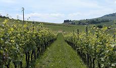 Pasqua 2026 nelle Langhe: tra vino, picnic tra le vigne e Pasquetta all&rsquo;aria aperta