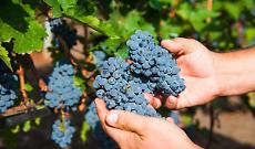 Vendemmia 2025 in Piemonte: tutte le feste del vino da non perdere