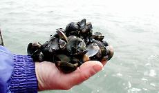 Moria di vongole nell’Adriatico: reti piene di gusci vuoti