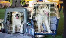 Cani in stiva: la Corte UE li considera come dei qualsiasi "bagagli da imbarcare"