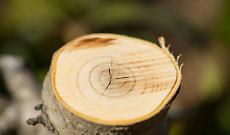 Convegno sulla filiera corta del legno a Bardonecchia il 10 novembre