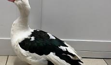 Chieri, trovata un’anatra muta in Piazza Dante