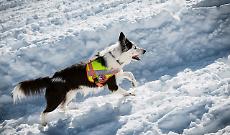 Cani da valanga piemontesi: operativi a pieno regime per la sicurezza in montagna