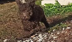 Ritrovata Kimi, la cagnolina rubata a Mombasiglio