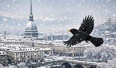 I giorni della merla: ecco la vera versione della leggenda piemontese