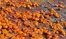 Ivrea, le arance del Carnevale diventano compost: la festa punta sulla sostenibilit&agrave;