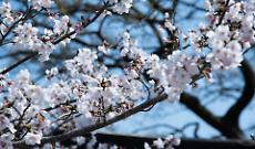 Ciliegi in fiore in Europa: ecco le mete low cost dove ammirarli