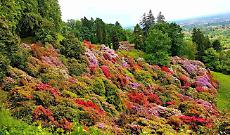 Non solo ciliegi: quando e dove vedere le fioriture pi&ugrave; belle in Piemonte