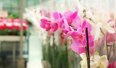 OrchiDay