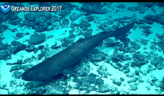 Lo straordinario avvistamento dello squalo dormiente in Antartide: il video