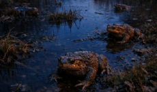 Al Parco naturale dei Laghi di Avigliana torna &ldquo;La notte dei rospi&rdquo;