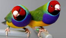 Diamanti di Gould a Zoom incantano Oasi delle Farfalle: l&rsquo;armonia perfetta di un ecosistema in miniatura