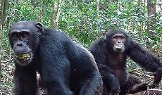 Uno studio rivela che gli scimpanz&eacute; bevono alcol: non &egrave; un vizio, &egrave; una necessit&agrave; evolutiva