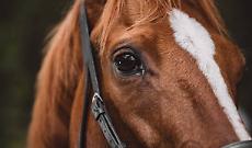 Ivrea cerca il volto di San Savino 2026: al via il concorso che disegna la festa