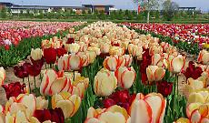 Dove vedere la fioritura di tulipani pi&ugrave; grande d&rsquo;Italia: il festival apre al pubblico