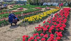 Un angolo in fiore alle porte di Torino: riapre TuliAlpi, il paradiso dei tulipani