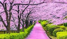 Fioritura dei ciliegi (anche di notte) a pochi passi da Torino