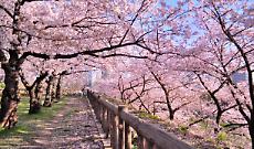 Cos&rsquo;&egrave; l&rsquo;hanami (e dove vi a Torino in questi giorni)