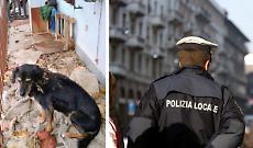 Cani maltrattati e abbandonati salvati in condizioni drammatiche a Giaveno