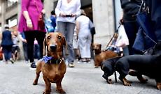 Sausage Walk Torino 2026, la passeggiata dei bassotti: ecco tutte le info