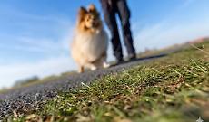 Vinovo: esche avvelenate abbandonate nei giardini, scatta l&rsquo;allarme