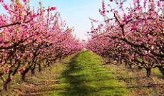 Ecco tutte le sagre di Aprile 2026 a Torino e in Piemonte