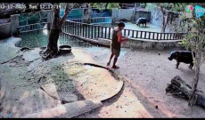 Entra nel recinto dello zoo per fotografare l&rsquo;ippopotamo pigmeo pi&ugrave; famoso del mondo