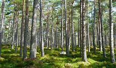 Foreste piemontesi, un tesoro di servizi ecosistemici da valorizzare
