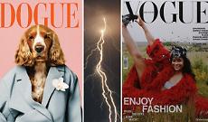 Caos a quattro zampe: Dogue sfida Vogue in tribunale
