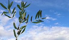 Se piove alle Palme&hellip; preparati: il proverbio piemontese che &ldquo;prevede&rdquo; settimane di pioggia