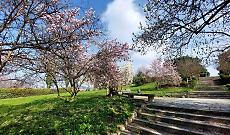 Febbre dei ciliegi a Torino: caccia ai biglietti&hellip; ma c&rsquo;&egrave; un&rsquo;alternativa nascosta in collina