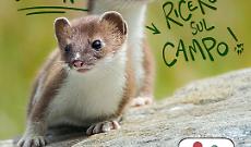 Universit&agrave; di Torino, crowdfunding per salvare l&rsquo;ermellino: da mascotte olimpica a specie a rischio