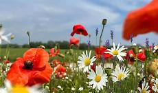 Weekend di sagre in Piemonte: gli eventi da segnare nel weekend di Pasqua