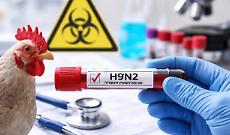 Influenza aviaria: ecco perch&eacute; il caso lombardo non deve spaventare