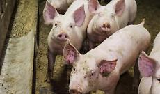 Peste suina, l'UE revoca le restrizioni in Piemonte: ridotte le zone rosse