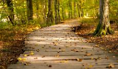 Passeggiata guidata a Pino Torinese: il Centro PariDispari invita a riscoprire i sentieri della collina