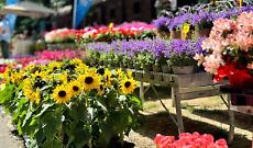 Flor&igrave; a Moncalieri: un weekend tra fiori, profumi e sapori di primavera
