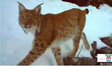 La lince torna in Val d'Ossola: nuovo avvistamento sui monti